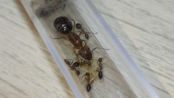 Camponotus Maculatus Subnudus