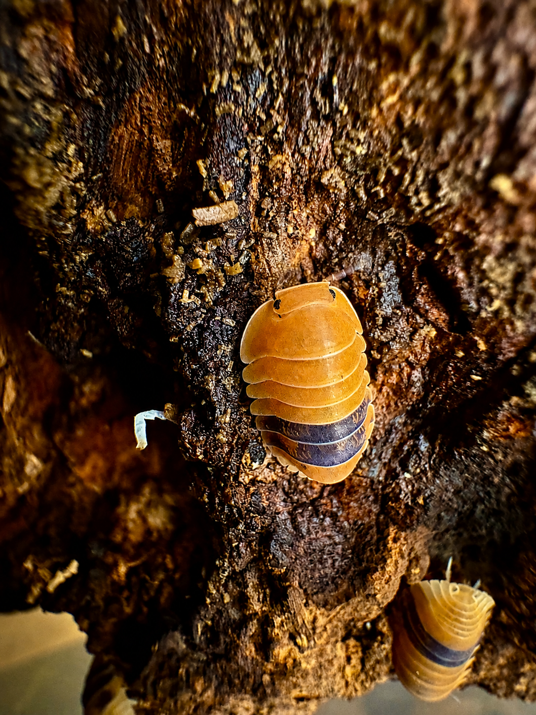 Cubaris Amber Ducky