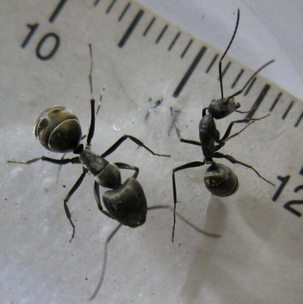 Camponotus Parius