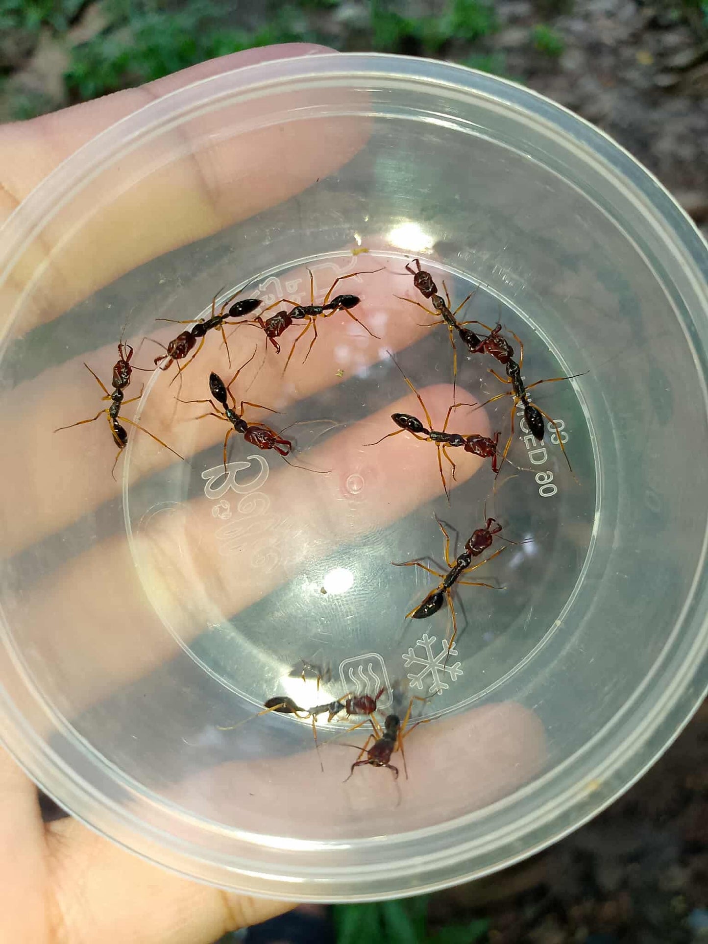 Odontomachus Infandus