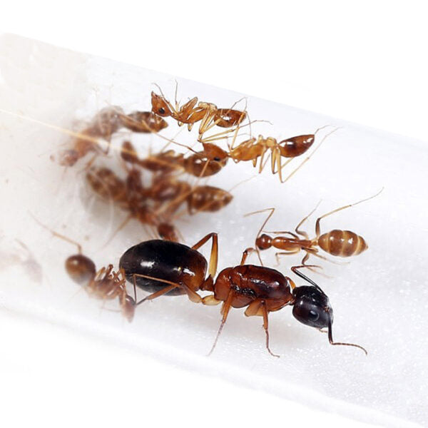 Camponotus Irritans