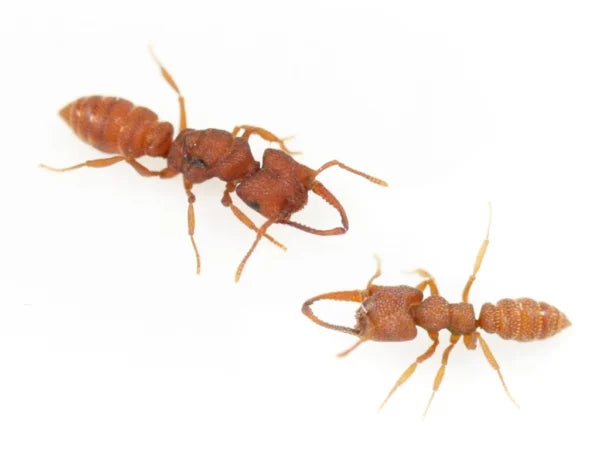 Mystrium Camillae Colony