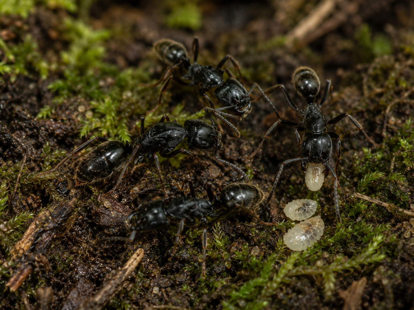 All Ants