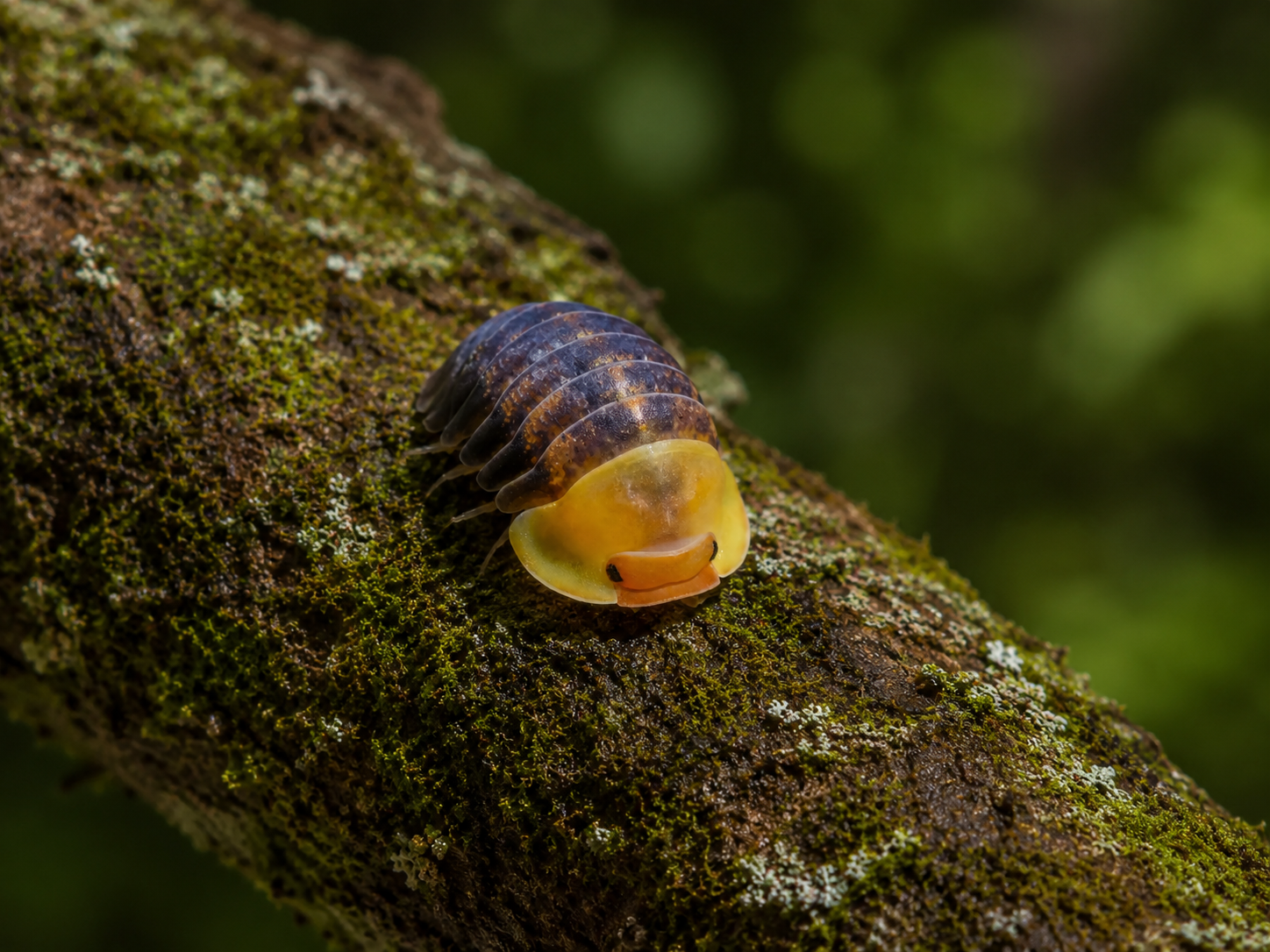 Isopods