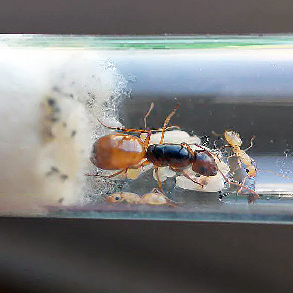 Ants Founding