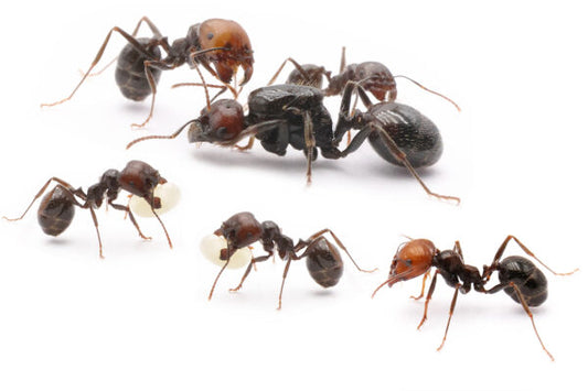 Messor Barbarus