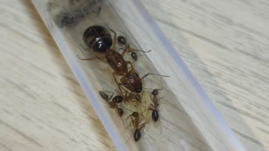 Camponotus Maculatus Subnudus