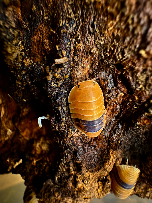 Cubaris Amber Ducky