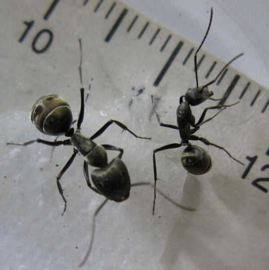 Camponotus Parius