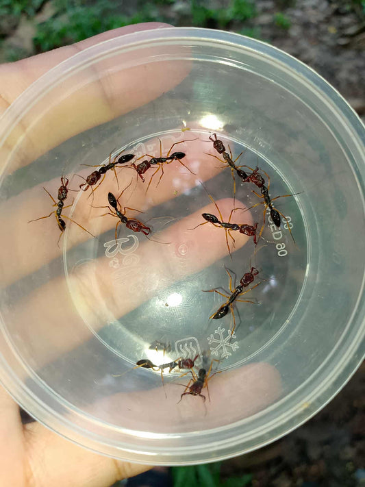 Odontomachus Infandus