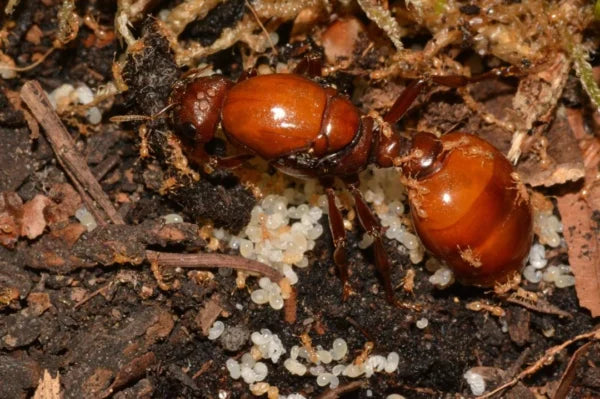 Carebara Castanea