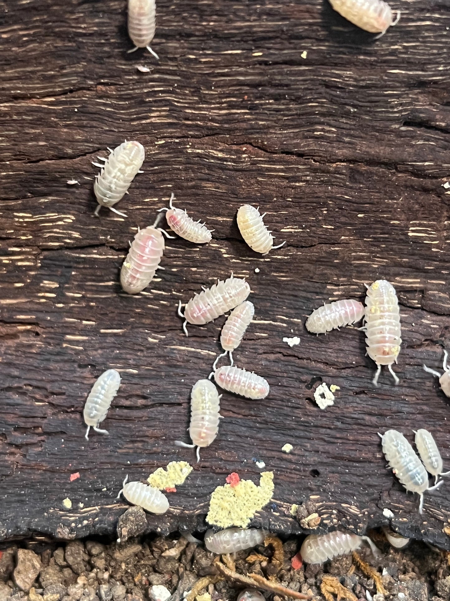 Armadillidium Vulgare Magic Potion