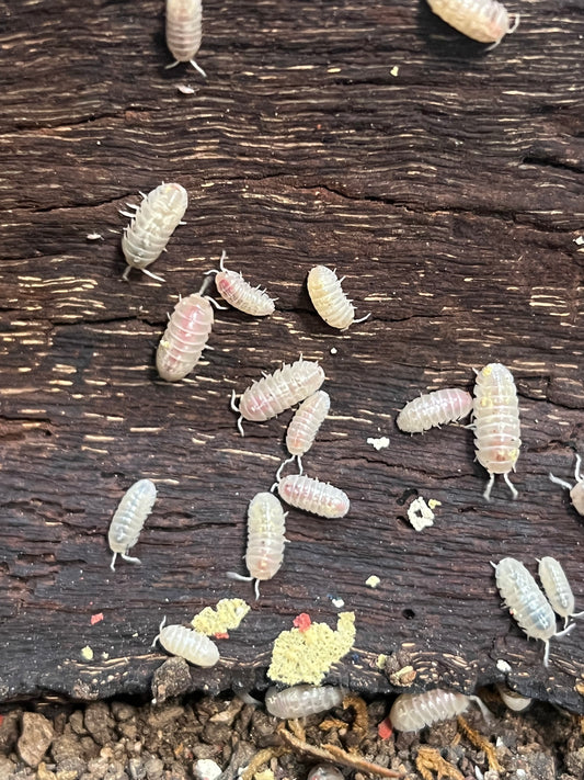 Armadillidium Vulgare Magic Potion
