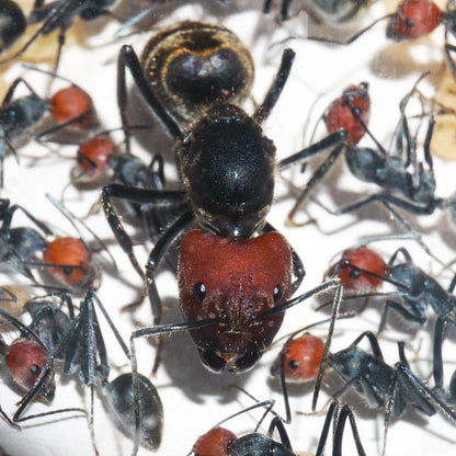 Camponotus Singularis Colony
