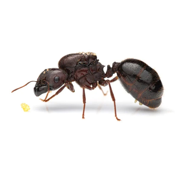 Carebara Diversa