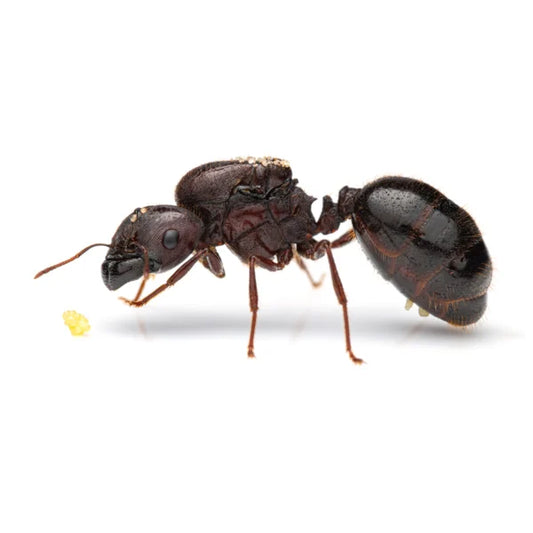 Carebara Diversa