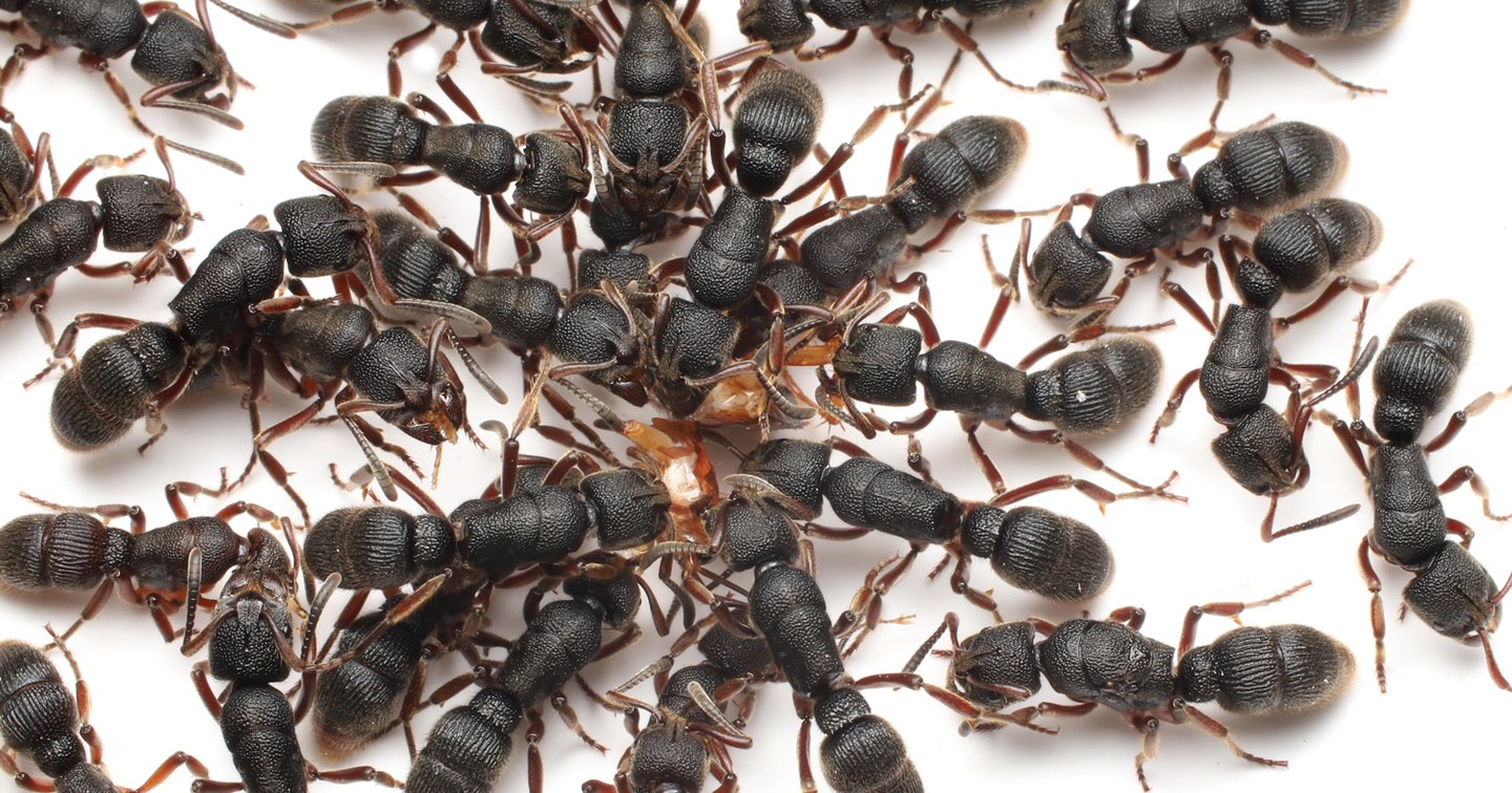 Pseudoponera rufipes (Queen) Colony