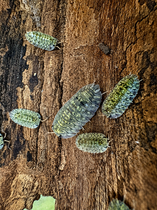 Troglodillo Greenspot