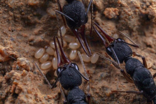Harpegnathos Venator