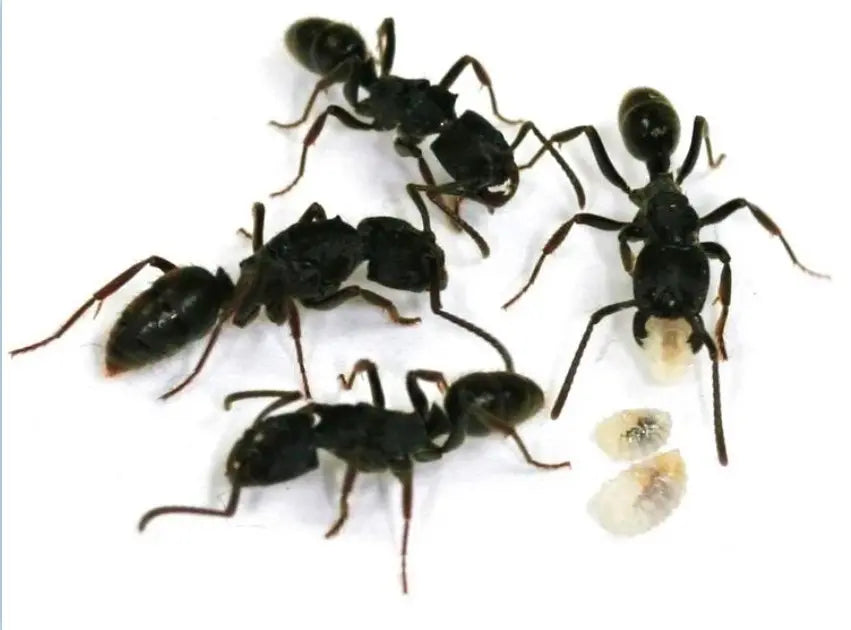 Odontoponera Denticulata Colony
