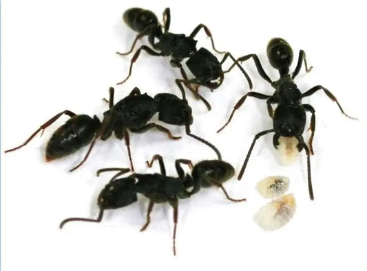 Odontoponera Denticulata Colony