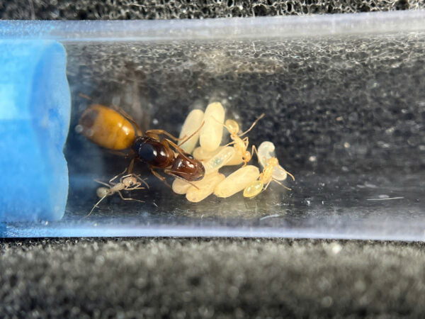 Camponotus Fedschenkoi
