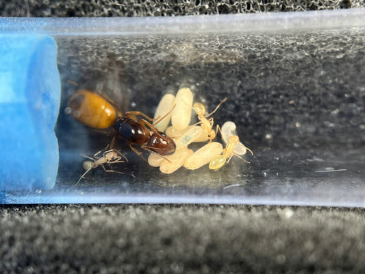 Camponotus Fedschenkoi